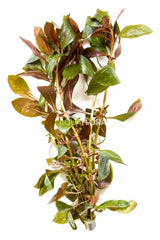 Ludwigia Perennis - Ba (Ludwigia perennis - BA)