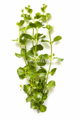 Lysimachia Nummularia - Ba (Lysimachia nummularia - BA)