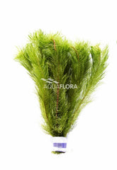 Myriophyllum Tuberculatum (Matagrossense Red) - Ba (Myriophyllum tuberculatum (matagrossense red) - BA)