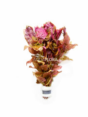 Rotala Macrandra - Ba (Rotala macrandra - BA)