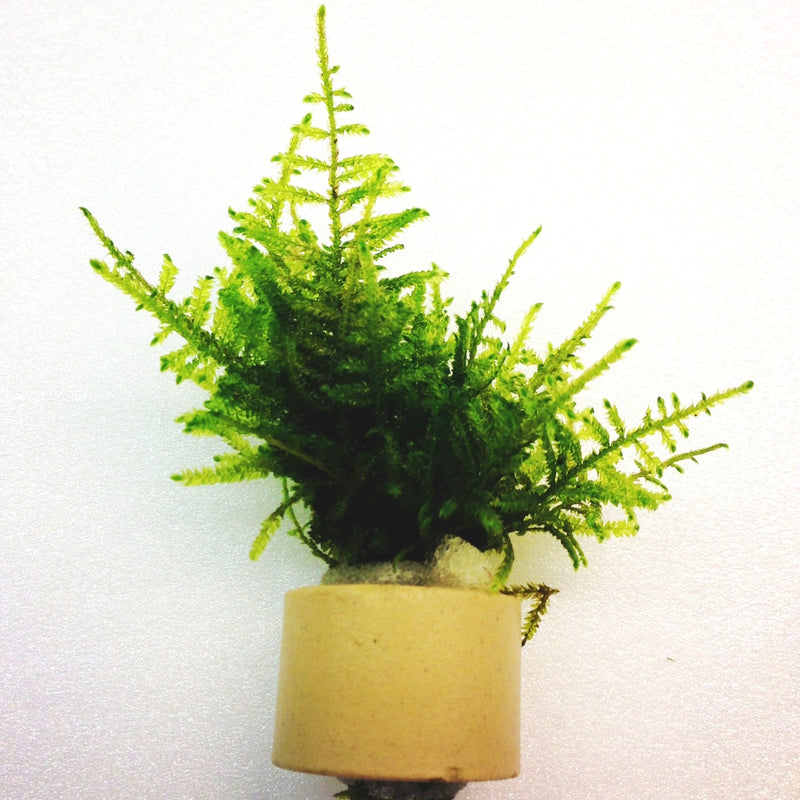 Taxiphyllum Species - Er (Taxiphyllum species - ER)