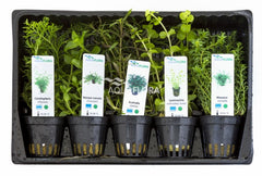 Mix Van 5 Potten - Midden - As (MIX van 5 potten - midden - AS)