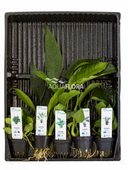 Mix Van 5 Potten - Anubias - As (MIX van 5 potten - Anubias - AS)