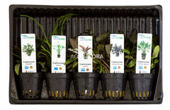 Mix Van 5 Potten - Cryptocoryne - As (MIX van 5 potten - Cryptocoryne - AS)