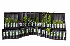 Ass. 2: 20X5 (100) Potten Kleurcode Groen - As (ASS. 2: 20x5 (100) potten kleurcode groen - AS)