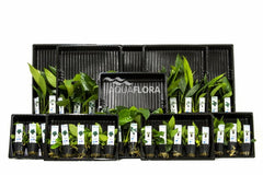 Ass. 3: 5X10 (50) Anubias - As (ASS. 3: 5x10 (50) Anubias - AS)