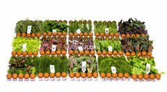 Ass. 8: 15X10 (150) Terra-Cotta - As (ASS. 8: 15x10 (150) terra-cotta - AS)