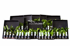 Ass. 5: 10X5 (50) Echinodorus - As (ASS. 5: 10x5 (50) Echinodorus - AS)