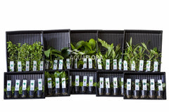 Ass. 6: 10X5 (50) Potten Alle Kleurcodes - As (ASS. 6: 10x5 (50) potten alle kleurcodes - AS)