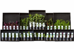 Ass. 1: 10X5 (50) Potten Kleurcode Groen - As (ASS. 1: 10x5 (50) potten kleurcode groen - AS)