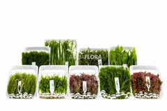 Budget-Box A - 9X10 Bundels Tropisch - As (Budget-Box A - 9x10 bundels tropisch - AS)