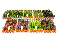 Budget-Box E - 9X10 Terra-Cotta Potten Tropisch - As (Budget-Box E - 9x10 terra-cotta potten tropisch - AS)