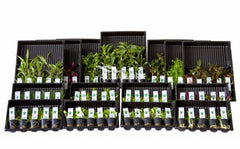 Budget-Box J - 15X5 Potten Kleurcode Groen - As (Budget-Box J - 15x5 potten kleurcode groen - AS)