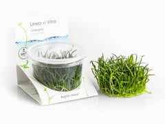 Lilaeopsis Brasiliensis - In Vitro Cup (Lilaeopsis brasiliensis - In Vitro Cup)