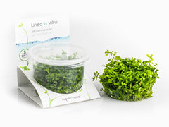 Micranthemum Sp. 'Montecarlo' - In Vitro Cup (Micranthemum sp. 'Montecarlo' - In Vitro Cup)