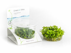 Pogostemon Helferi - In Vitro Cup (Pogostemon helferi - In Vitro Cup)