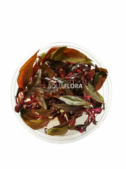 Alternanthera Reineckii 'Pink' - In Vitro Cup (Alternanthera reineckii 'Pink' - In Vitro Cup)