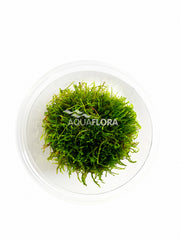 Taxiphyllum Sp. 'Giant' - In Vitro Cup (Taxiphyllum sp. 'Giant' - In Vitro Cup)