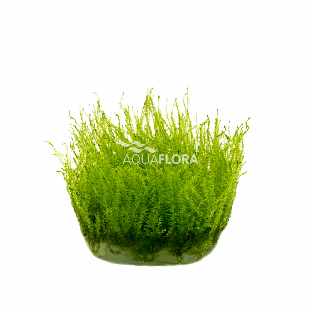 Leptodictyum Riparium (Stringy Moss) - In Vitro Cup (Leptodictyum riparium (stringy moss) - In Vitro Cup)