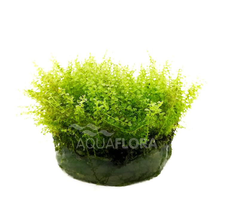 Plagiomnium Affine - In Vitro Cup (Plagiomnium affine - In Vitro Cup)