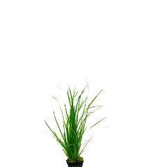 Cyperus Helferi Bos Met Ring (Cyperus helferi bos met ring)