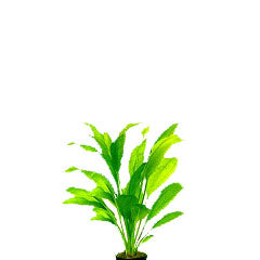 Echinodorus Paniculates Met Ring (Echinodorus paniculates met ring)