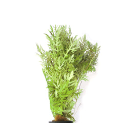 Hygrophila Difformis Terracotta Ring (Hygrophila difformis terracotta ring)