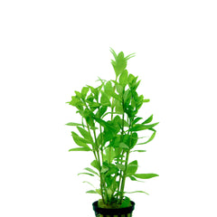 Hygrophila Polysperma In Bos (Hygrophila polysperma in bos)