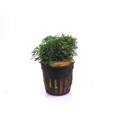 Limnophila Sessiliflora Terracotta Ring (Limnophila sessiliflora terracotta ring)