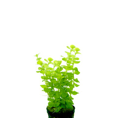 Lysimachia Aurea Terracotta Ring (Lysimachia aurea terracotta ring)