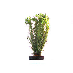 Mayaca Fluviatilis In Bos (Mayaca fluviatilis in bos)