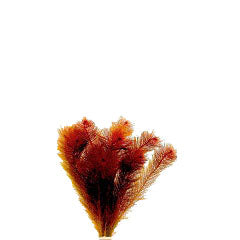 Myriophyllum Mattagrossense Terracotta Ring (Myriophyllum mattagrossense terracotta ring)