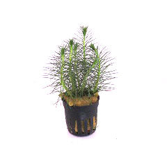 Myriophyllum Propinquum Terracotta Ring (Myriophyllum propinquum terracotta ring)