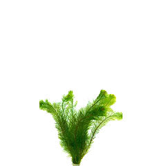 Myriophyllum Scabratum Terracotta Ring (Myriophyllum scabratum terracotta ring)