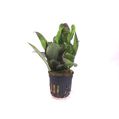 Nomaphila Siamensis Terracotta Ring (Nomaphila siamensis terracotta ring)