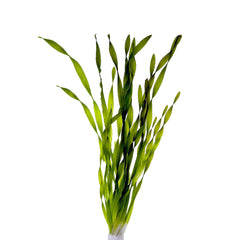 Vallisneria Asiatica Terracotta Ring (Vallisneria asiatica terracotta ring)