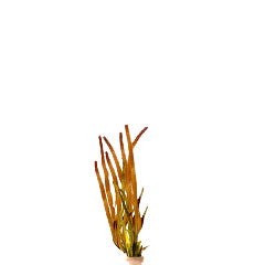 Vallisneria Spiralis Rood Terracotta Ring (Vallisneria spiralis rood terracotta ring)