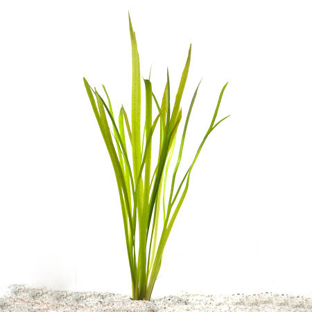 Vallisneria Natans In Bos (Vallisneria natans in bos)