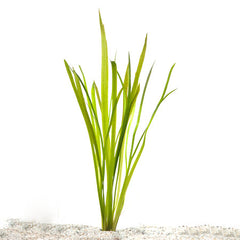 Vallisneria Natans In Bos (Vallisneria natans in bos)