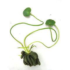 Nymphoides Aquatica (Banaan) Los (Nymphoides aquatica (banaan) los)