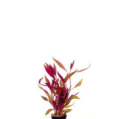 Alternanthera Rosaefolia In Pot (P5) (Alternanthera rosaefolia in pot (p5))