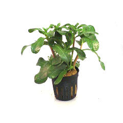 Ammania Senegalensis In Pot (P5) (Ammania senegalensis in pot (p5))
