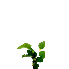 Anubias Barteri In Pot (P5) (Anubias barteri in pot (p5))