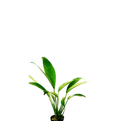 Anubias Congensis In Pot (P5) (Anubias congensis in pot (p5))