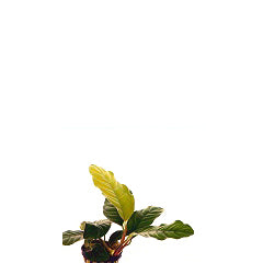 Anubias Coffeifolia In Pot (P5) (Anubias coffeifolia in pot (p5))