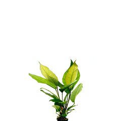 Anubias Heterophylla In Pot (P5) (Anubias heterophylla in pot (p5))