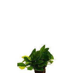 Anubias Nana In Pot (P5) (Anubias nana in pot (p5))