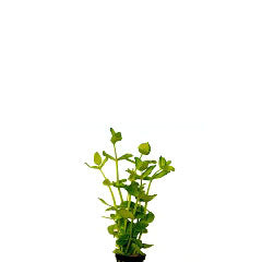 Bacopa Australis In Pot (P5) (Bacopa australis in pot (p5))