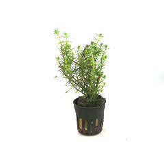 Bacopa Myriopylloides In Pot (P5) (Bacopa myriopylloides in pot (p5))