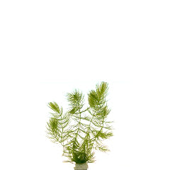 Ceratophylum Demersum In Pot (P5) (Ceratophylum demersum in pot (p5))